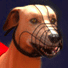 greyhound-racing