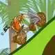 ice-age-moto